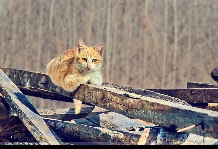 نام: Cat_2.jpg نمایش: 715 اندازه: 104.4 کیلو بایت