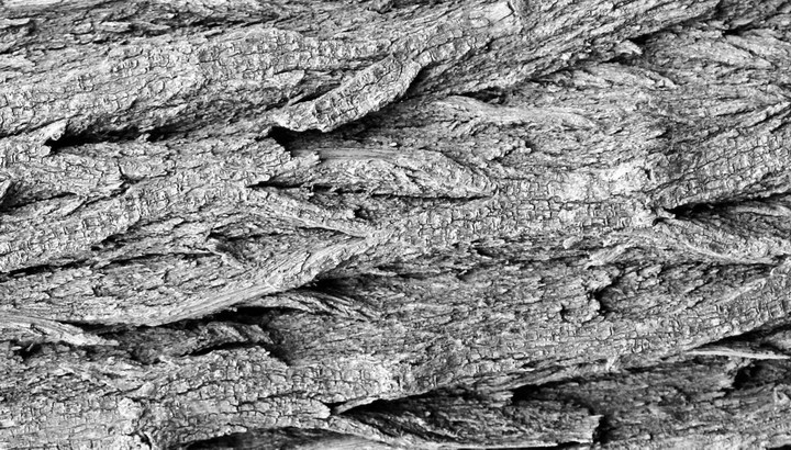 نام: abstract-tree.jpg نمایش: 689 اندازه: 176.3 کیلو بایت