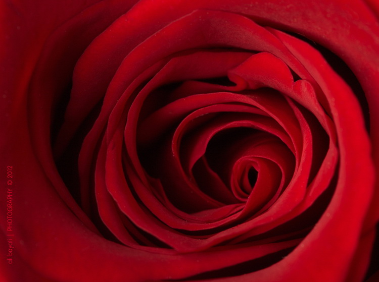 نام: Rose750.jpg نمایش: 525 اندازه: 107.4 کیلو بایت