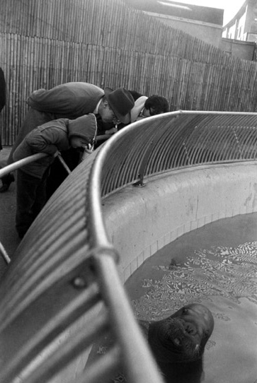 نام: 137_1winogrand_walrus[1].JPG نمایش: 1185 اندازه: 83.6 کیلو بایت
