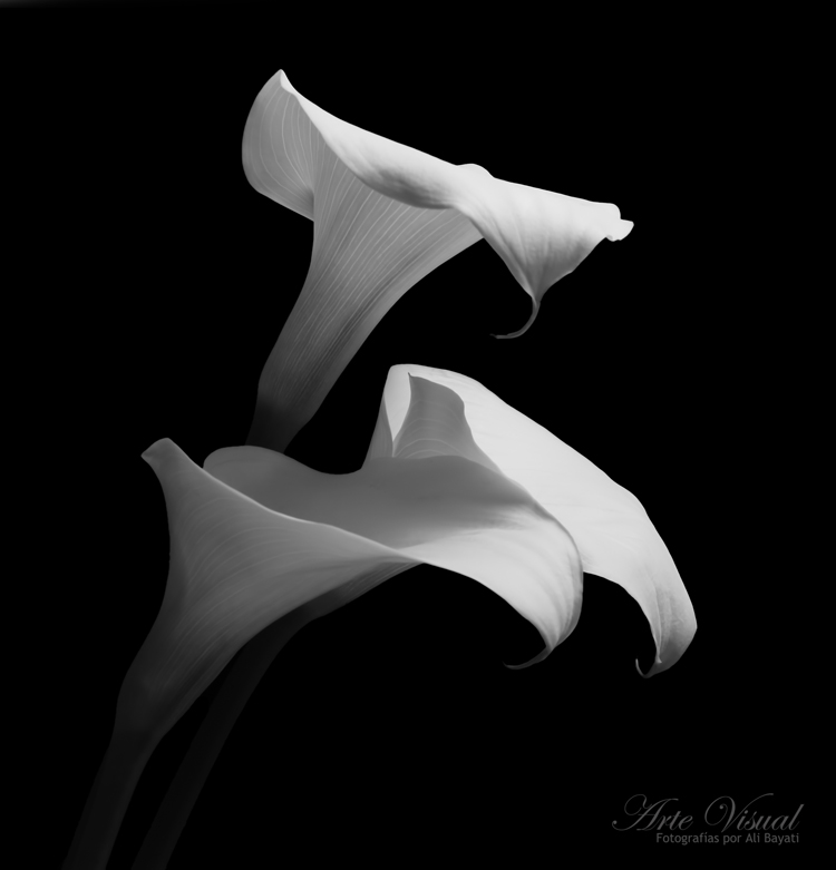 نام: Calla Lily.jpg نمایش: 1385 اندازه: 119.4 کیلو بایت