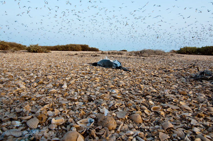 نام: akkasee-bird3.jpg نمایش: 603 اندازه: 191.2 کیلو بایت
