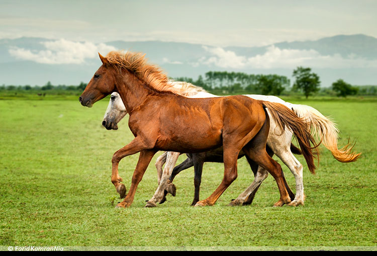 نام: Horses.jpg نمایش: 677 اندازه: 144.5 کیلو بایت