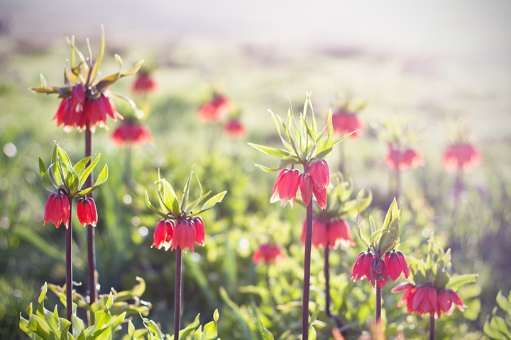 نام: Flowers2.jpg نمایش: 677 اندازه: 128.7 کیلو بایت