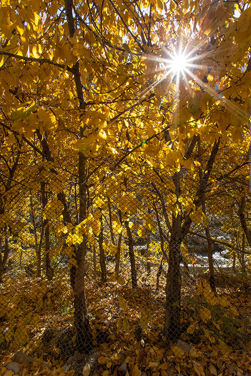 نام: golden-fall.jpg نمایش: 495 اندازه: 284.7 کیلو بایت