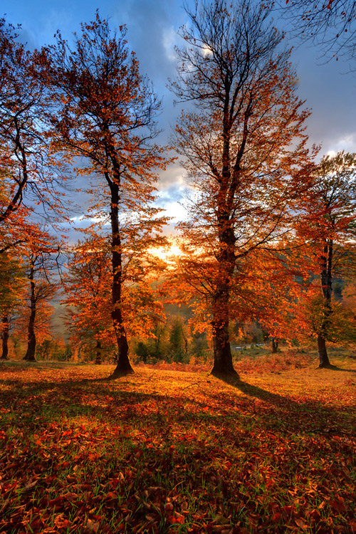 نام: Akkasee-autumn08.jpg نمایش: 643 اندازه: 295.0 کیلو بایت