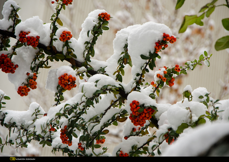 نام: DSC_0042re.jpg نمایش: 401 اندازه: 291.3 کیلو بایت