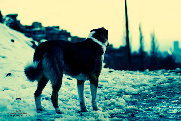 نام: Dog.jpg نمایش: 479 اندازه: 94.1 کیلو بایت
