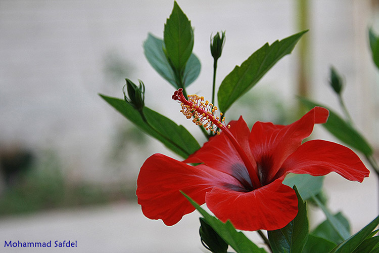 نام: RedFlower.jpg نمایش: 533 اندازه: 105.6 کیلو بایت