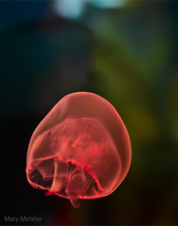 نام: Jelly fish - vertical - RS.jpg نمایش: 422 اندازه: 172.0 کیلو بایت