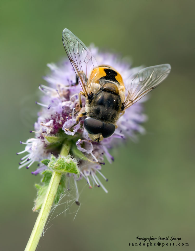 نام: Bee-750.jpg نمایش: 603 اندازه: 79.6 کیلو بایت