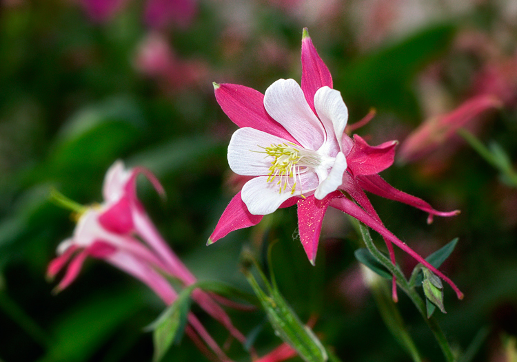 نام: flower.jpg نمایش: 607 اندازه: 294.8 کیلو بایت