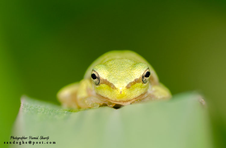 نام: Frog-750.jpg نمایش: 863 اندازه: 30.7 کیلو بایت