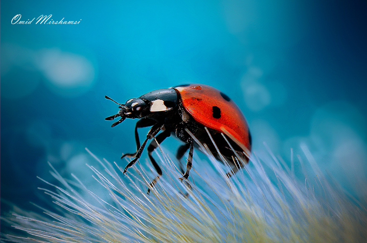 نام: IMG_1625_e-1FOA.jpg نمایش: 2119 اندازه: 239.3 کیلو بایت