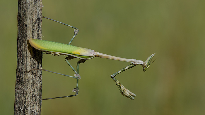 نام: mantis 2.jpg نمایش: 809 اندازه: 86.0 کیلو بایت
