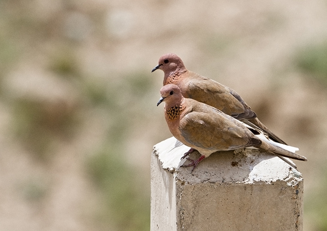 نام: Picture 0471.jpg نمایش: 388 اندازه: 215.5 کیلو بایت