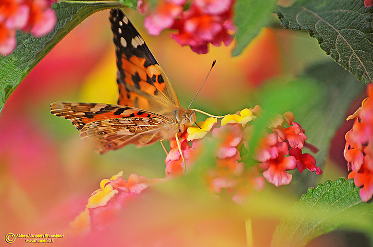 نام: DSC_3070akkasee.jpg نمایش: 544 اندازه: 184.9 کیلو بایت