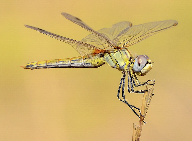 نام: DSC_2075w.jpg نمایش: 476 اندازه: 259.5 کیلو بایت