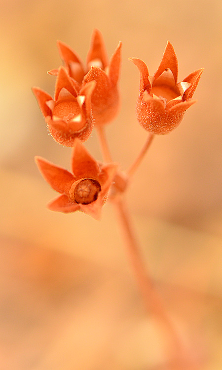 نام: DSC_5101akkasee.jpg نمایش: 458 اندازه: 98.8 کیلو بایت