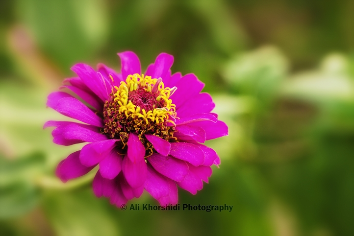 نام: DSC_3668C.jpg نمایش: 799 اندازه: 192.3 کیلو بایت