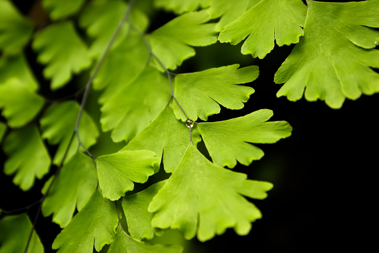 نام: nature 2.jpg نمایش: 638 اندازه: 253.2 کیلو بایت