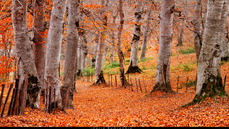 نام: Fall_014.jpg نمایش: 694 اندازه: 228.0 کیلو بایت