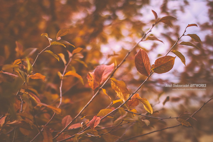 نام: Kang (12) - Copy_resize.jpg نمایش: 726 اندازه: 148.4 کیلو بایت