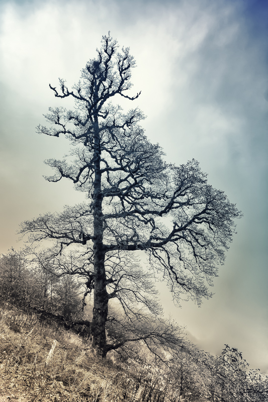 نام: IMG_1454-Edit-4.jpg نمایش: 492 اندازه: 297.2 کیلو بایت