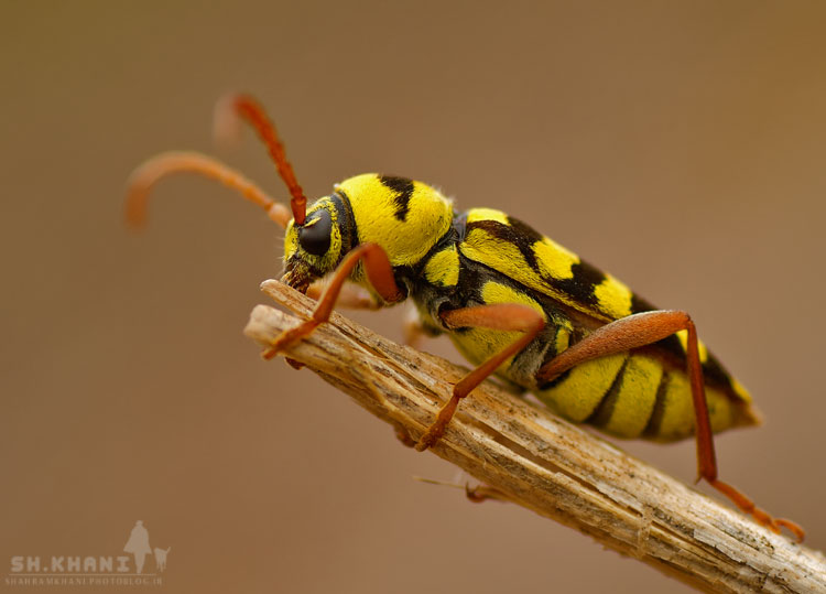 نام: DSC_2005750.jpg نمایش: 831 اندازه: 49.6 کیلو بایت