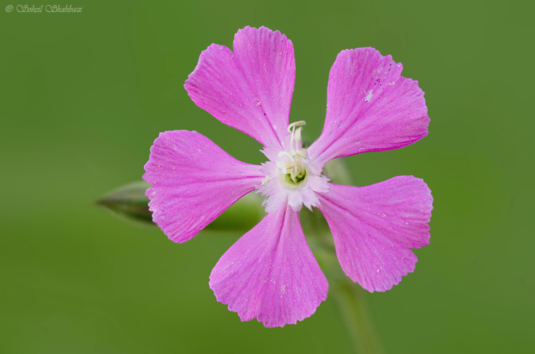 نام: Flora2.jpg نمایش: 637 اندازه: 206.2 کیلو بایت