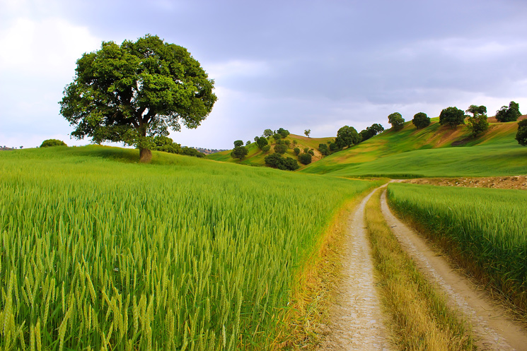 نام: Landscape-4.jpg نمایش: 647 اندازه: 240.0 کیلو بایت