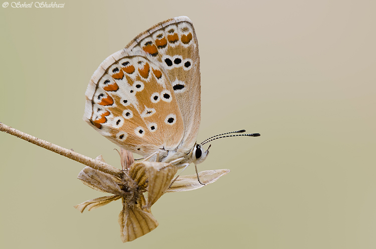 نام: Untitled-1.jpg نمایش: 659 اندازه: 188.8 کیلو بایت