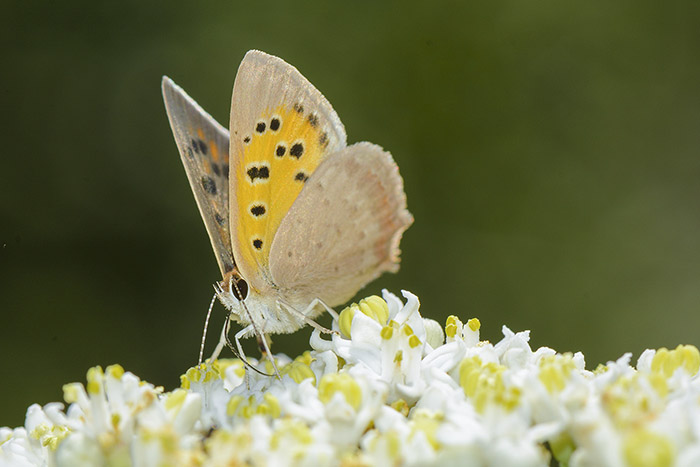 نام: Butterfly.jpg نمایش: 769 اندازه: 83.8 کیلو بایت