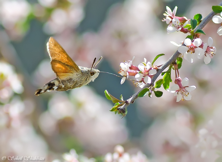 نام: hummingbird hawk moth 2.jpg نمایش: 731 اندازه: 265.8 کیلو بایت