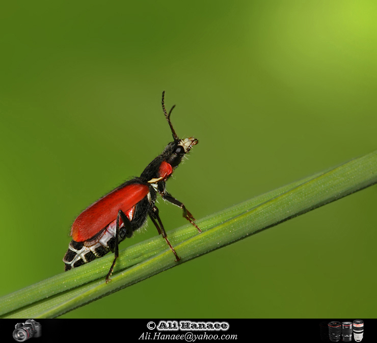 نام: IMG_6895NNCsaitN740naha6N2L.jpg نمایش: 750 اندازه: 211.8 کیلو بایت