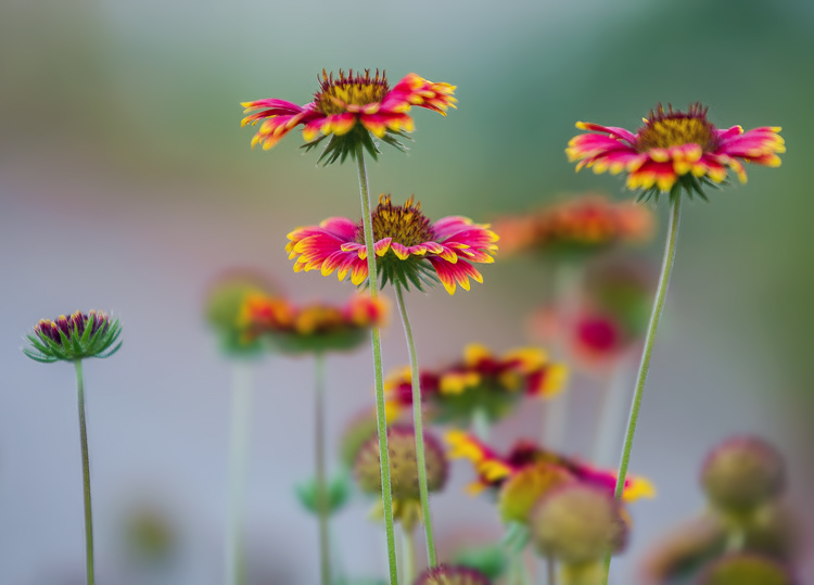 نام: IMG_1115-as-Smart-Object-1.jpg نمایش: 873 اندازه: 161.0 کیلو بایت