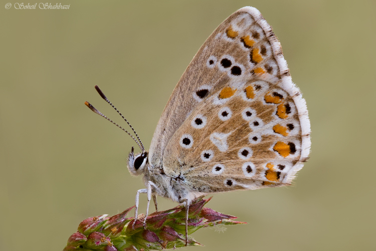 نام: 60D & Sigma 105 Test.jpg نمایش: 1076 اندازه: 251.0 کیلو بایت