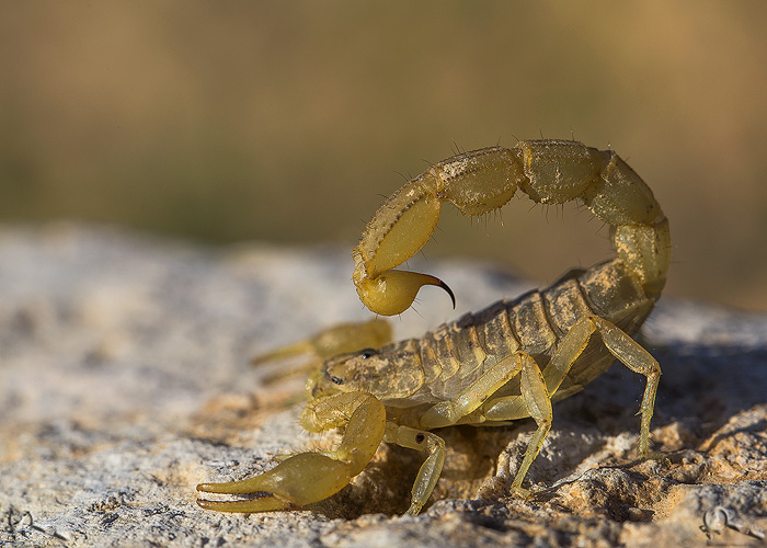 نام: IMG_2247.jpg نمایش: 695 اندازه: 155.1 کیلو بایت
