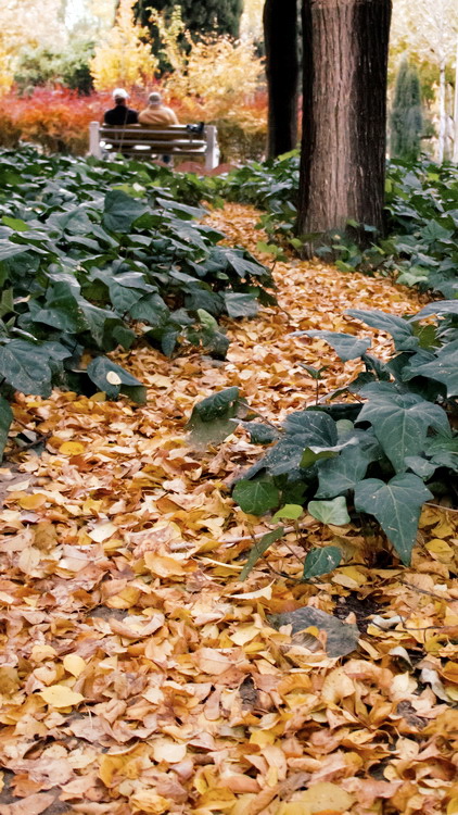 نام: autumn.jpg نمایش: 561 اندازه: 222.5 کیلو بایت