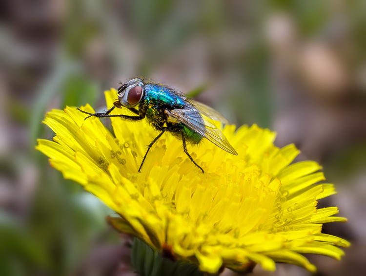 نام: greenFly.jpg نمایش: 714 اندازه: 232.1 کیلو بایت