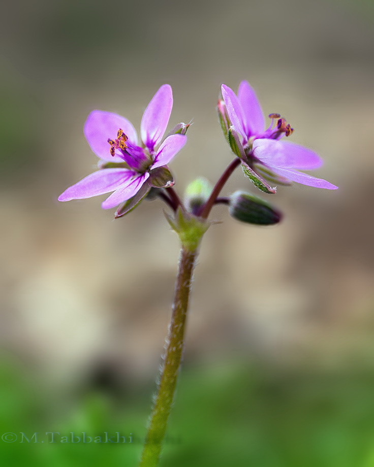 نام: flover.jpg نمایش: 605 اندازه: 109.5 کیلو بایت