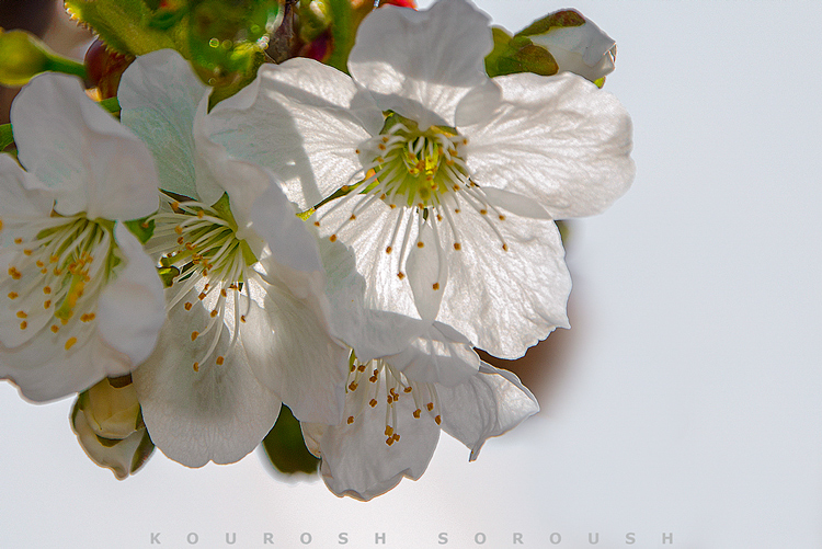نام: DSC_0016-3re.jpg نمایش: 740 اندازه: 285.3 کیلو بایت