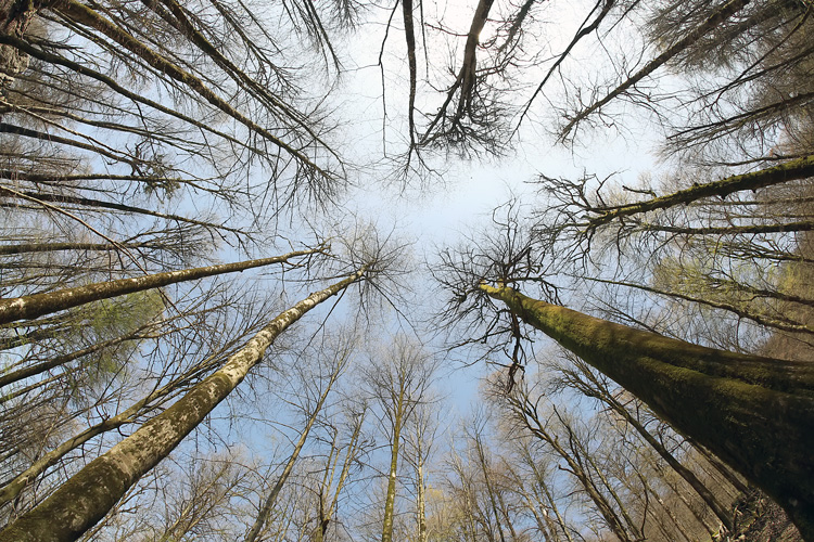 نام: Woods.jpg نمایش: 936 اندازه: 286.8 کیلو بایت