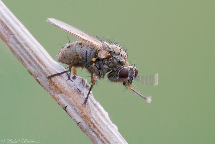 نام: Fly.jpg نمایش: 700 اندازه: 221.2 کیلو بایت