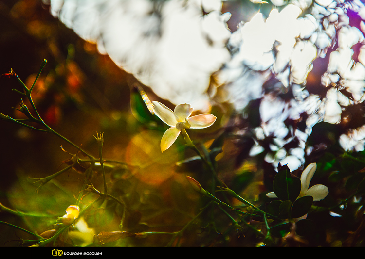 نام: DSC_0616-1re.jpg نمایش: 756 اندازه: 295.7 کیلو بایت