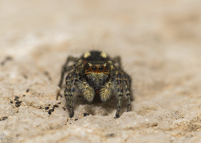 نام: IMG_3772.jpg نمایش: 567 اندازه: 130.6 کیلو بایت