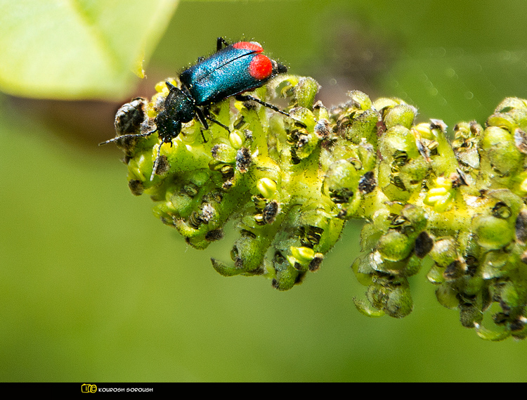 نام: DSC_1373-1re.jpg نمایش: 705 اندازه: 292.4 کیلو بایت