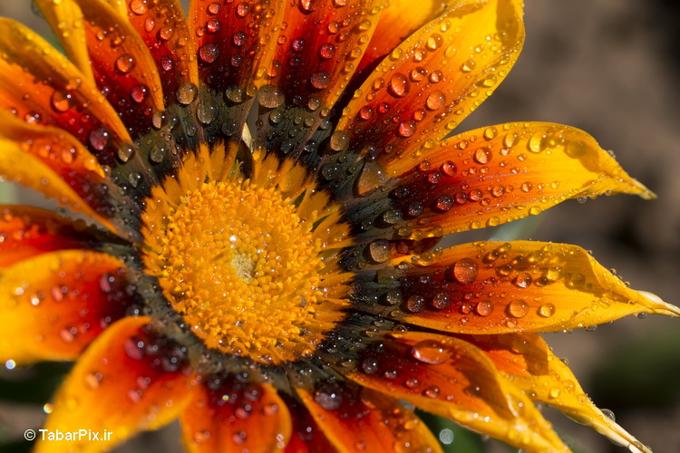 نام: Flower.jpg نمایش: 834 اندازه: 201.9 کیلو بایت