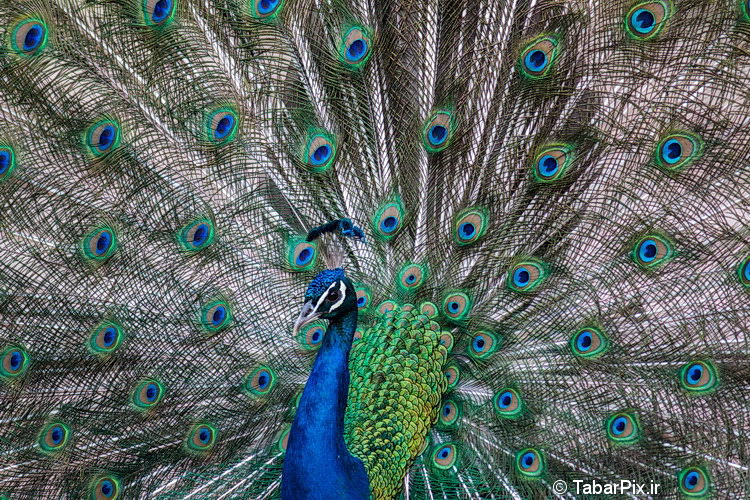 نام: peacock3.jpg نمایش: 450 اندازه: 272.4 کیلو بایت