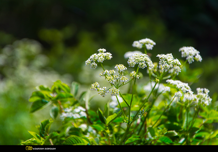 نام: DSC_1349-1re.jpg نمایش: 530 اندازه: 294.1 کیلو بایت